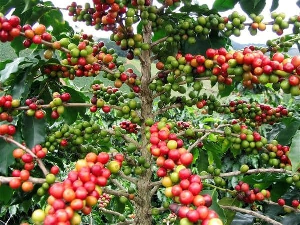 ເມອງດາກຈງ ຈະສຊນເຮດໃຫການສງອອກສນຄາ ບນລ 145 ຕກບ - image 1