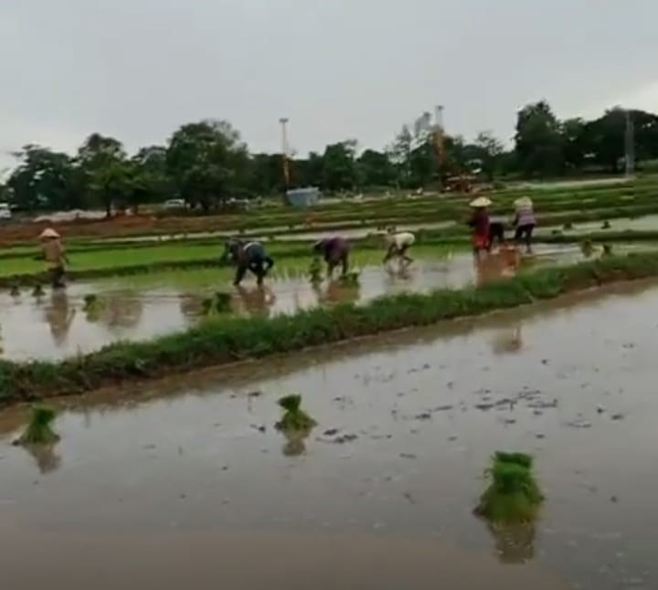 ປດຈບນຄາມວນປກເຂານາປໄດແລວ 40,587 ເຮກຕາ - image 1