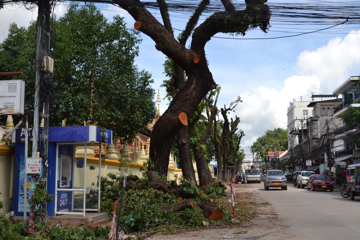 ຊແຈງຂຂອງໃຈຂອງສງຄມຕການຕດຕນໄມຢຖະໜນເສດຖາທຣາດ - image 1