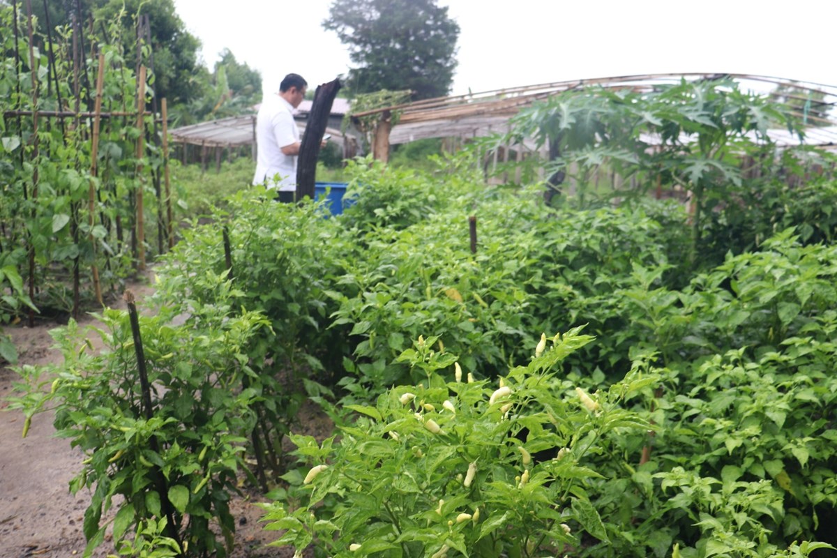 ຄາມວນ ປກພດສາຮອງລະດຝນໄດແລວ 127.39% - image 2