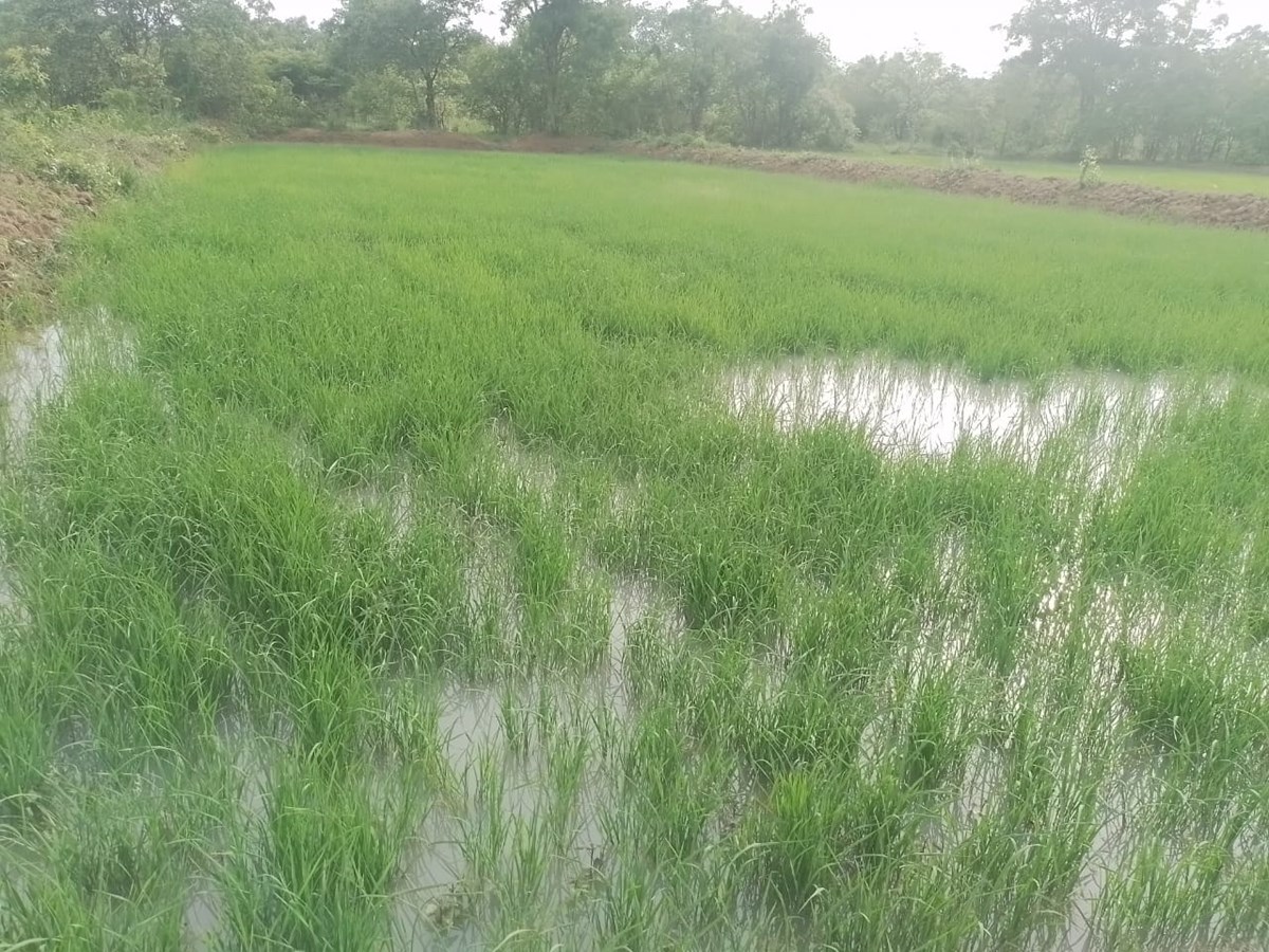 ໄຊພທອງ ປກດາເຂານາປໄດແລວ 3,450 ເຮກຕາ - image 1