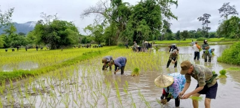 ຄາມວນປກດາເຂານາປສາເລດ84,816 ເຮກຕາ - image 1