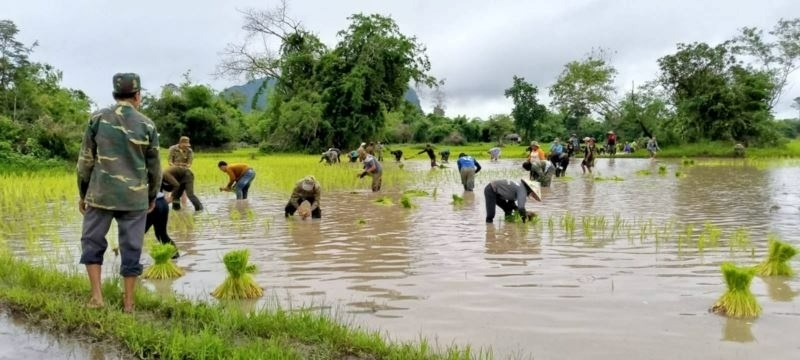 ຄາມວນປກດາເຂານາປສາເລດ84,816 ເຮກຕາ - image 2
