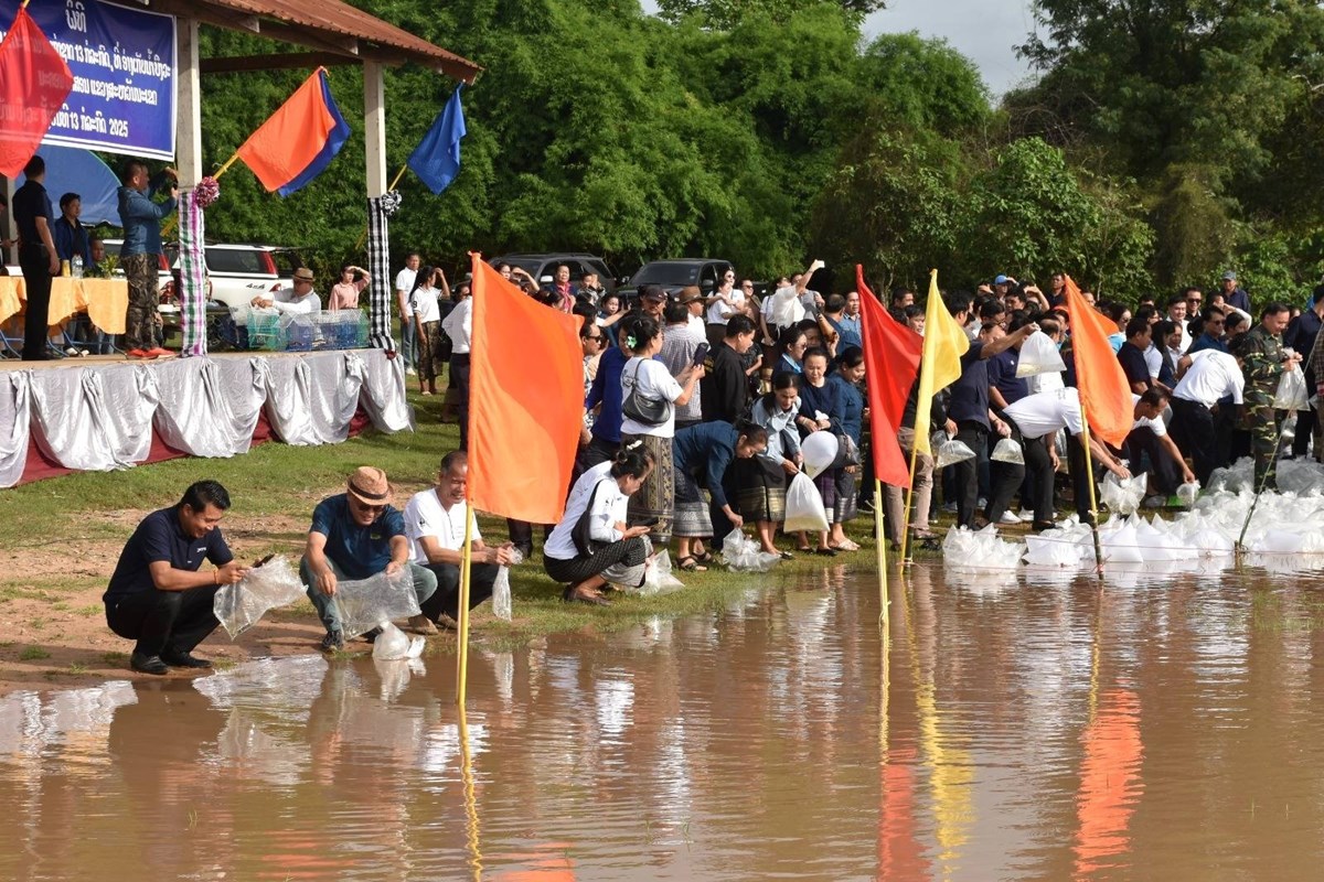 ສະຫວນນະເຂດ ປອຍປາລງອາງເກບນາບງວະ 150,000 ໂຕ ແລະ ຈະປອຍປາ-ສດນາຕມອກໃຫໄດ38 ລານໂຕ - image 1