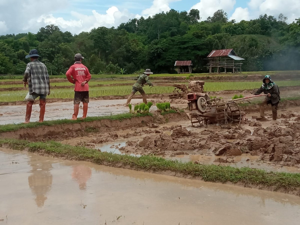 ຊາວກະສກອນເມອງເງນປກພດລະດຝນໃນເນອທ 11,656 ກວາເຮກຕາ - image 1