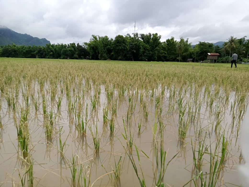 ເນອທນາປຂອງແຂວງຄາມວນຖກເສຍຫາຍຈາກນາຖວມ ແລະ ສດຕພດ82 ເຮກຕາ - image 1