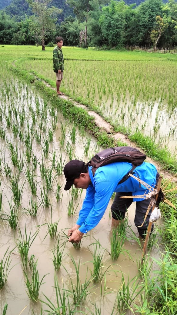 ເນອທນາປຂອງແຂວງຄາມວນຖກເສຍຫາຍຈາກນາຖວມ ແລະ ສດຕພດ82 ເຮກຕາ - image 2