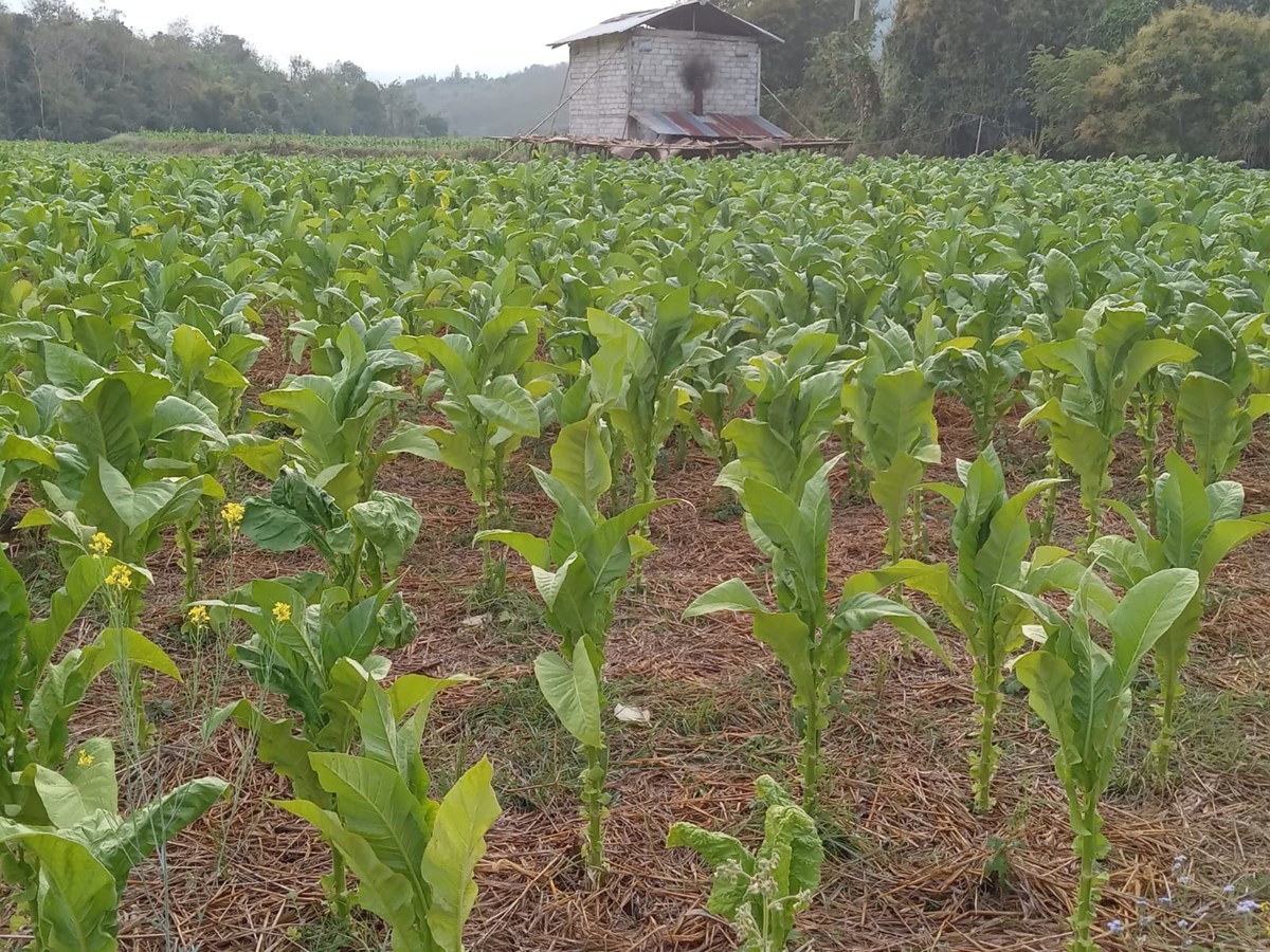 ນາບາກ ກບຜນສາເລດການນາພາວຽກງານຮອບດານໃນໄລຍະ 6 ເດອນຕນປ 2025 - image 3