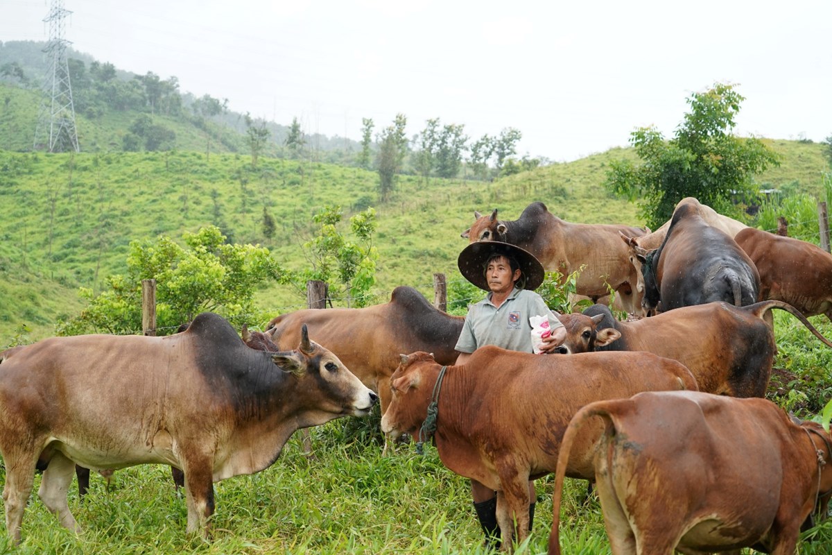 ຈາກອາຊີບຂາຍຜັກ ມາລ້ຽງ ແລະຊື້-ຂາຍງົວ ເຮັດໃຫ້ມີລາຍຮັບ 300 ລ້ານກີບຕໍ່ປີ image 1 ຈາກອາຊບຂາຍຜກ ມາລຽງ ແລະຊ-ຂາຍງວ ເຮດໃຫມລາຍຮບ 300 ລານກບຕປ - image 1