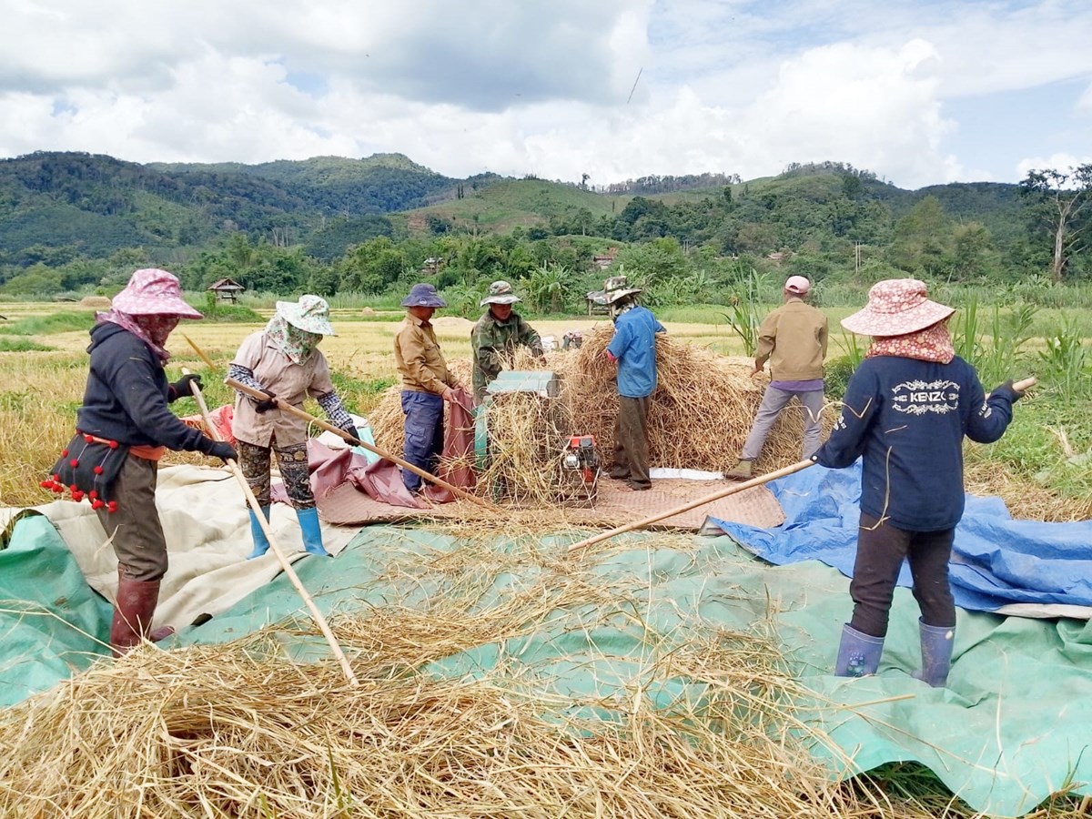 ຊາວກະສກອນ ບານສມບນ ຂນຂຽວເກບກຽວເຂານາປ - image 2
