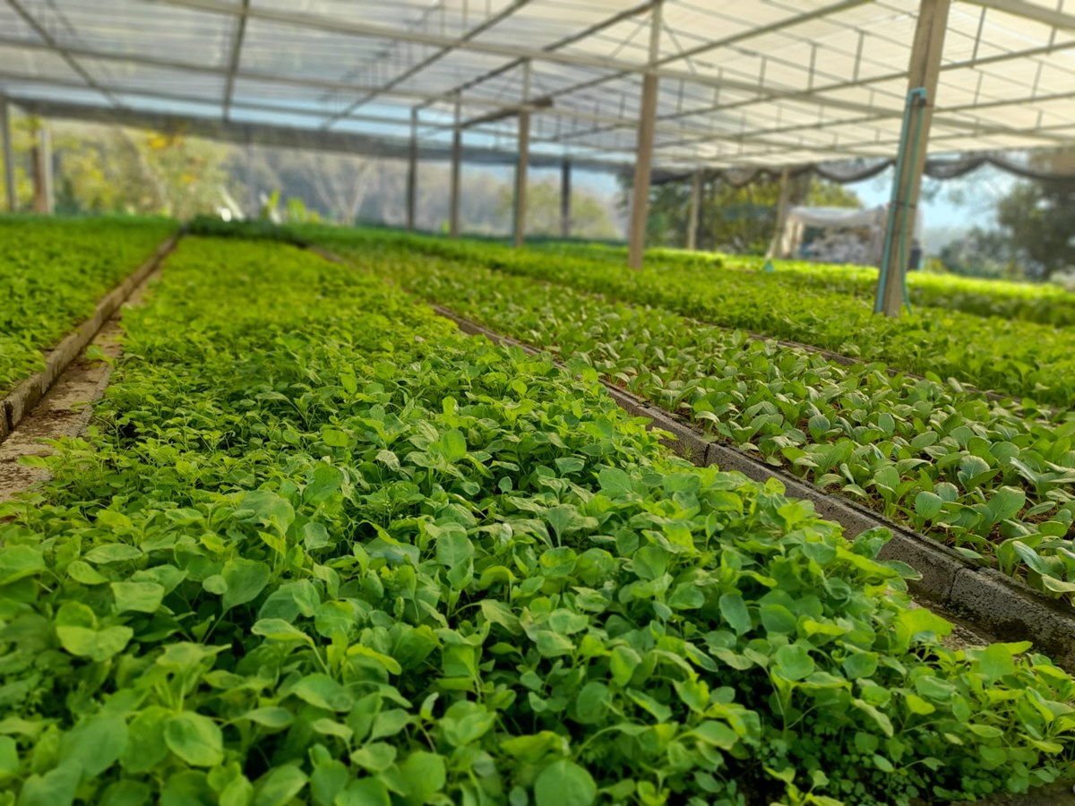 ຍອນຖເອາກະສກາອນຊເປນຫກລາຍຮບປະຊາຊນບານທາຊາງຈງໝນຄງ - image 2