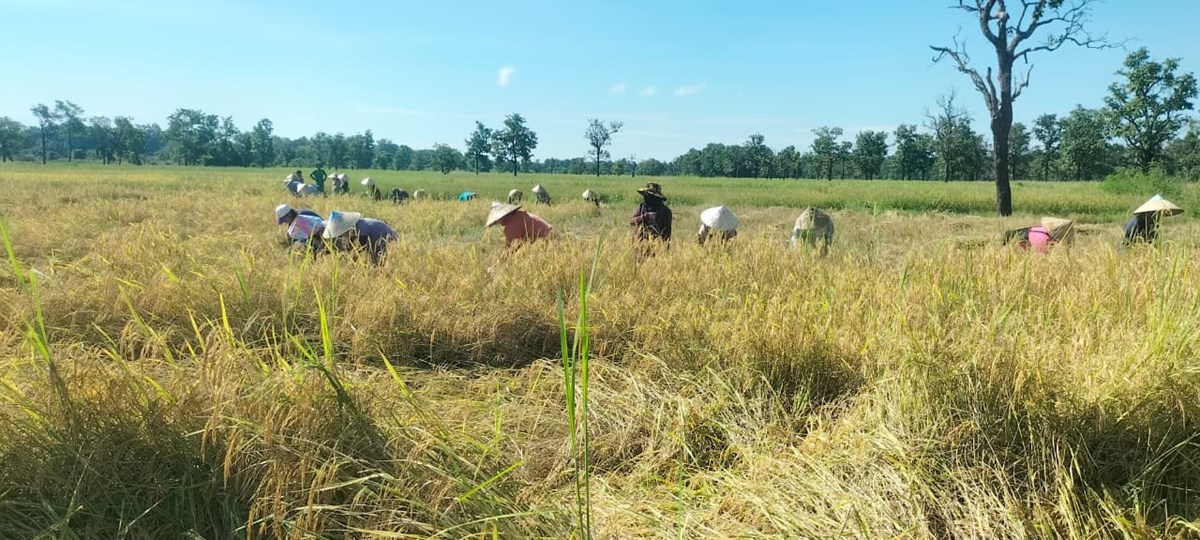 ປດຈບນຄາມວນເກບກຽວເຂານາປໄດແລວ 21,010 ເຮກຕາ - image 2
