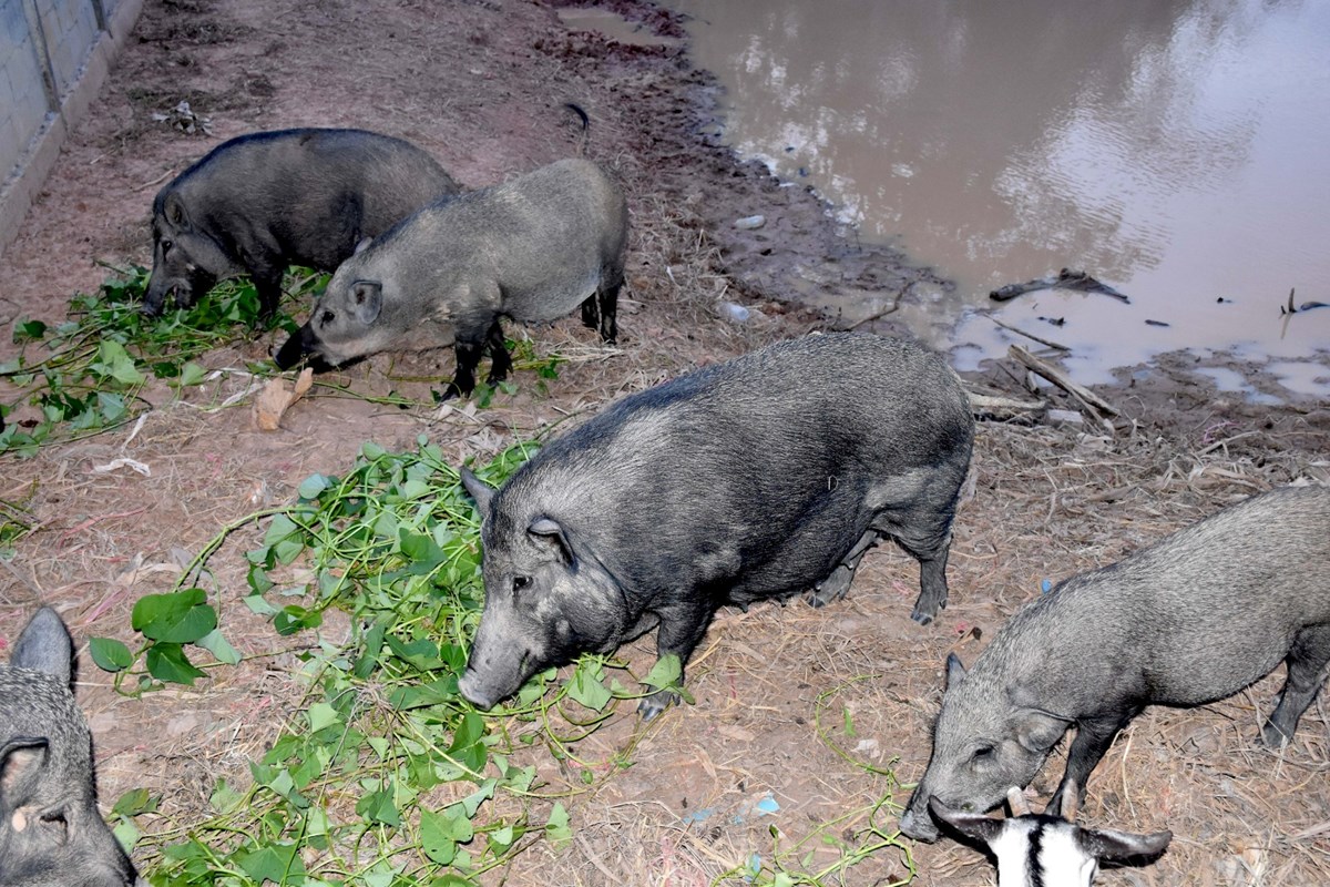 ນັກທຸລະກິດໜຸ່ມຕັ້ງໃຈຢາກປ່ຽນແປງພື້ນທີ່ແຫ້ງແລ້ງກາຍມາເປັນພື້ນທີ່ສວນທີ່ອຸດົມສົມບູນ image 1 ນກທລະກດໜມຕງໃຈຢາກປຽນແປງພນທແຫງແລງກາຍມາເປນພນທສວນທອດມສມບນ - image 1