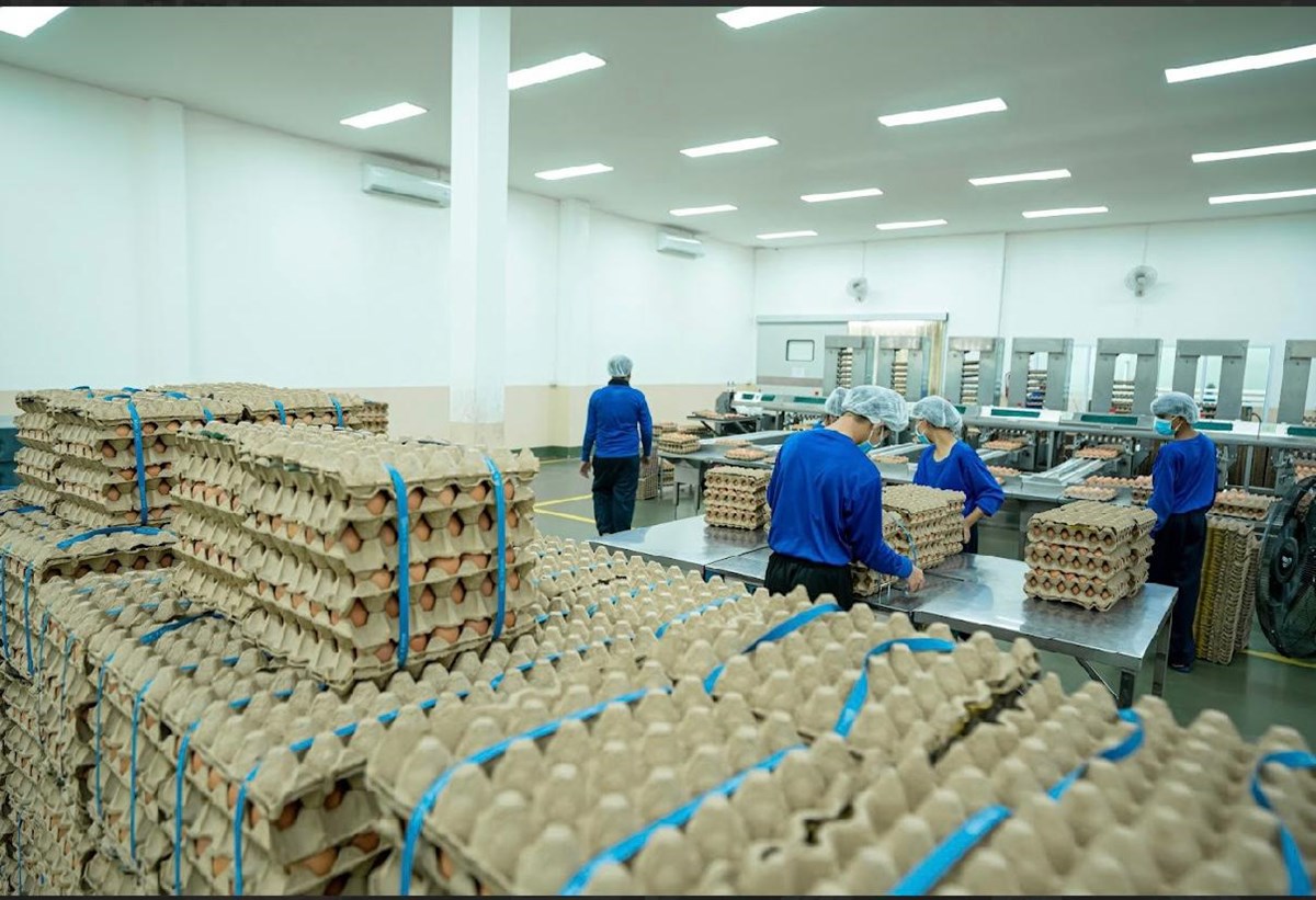 ສກຈະເລນຟາມ ຜະລດໄຂໄກຄນນະພາບຮບປະກນການບລໂພກພາຍໃນປະເທດ - image 2