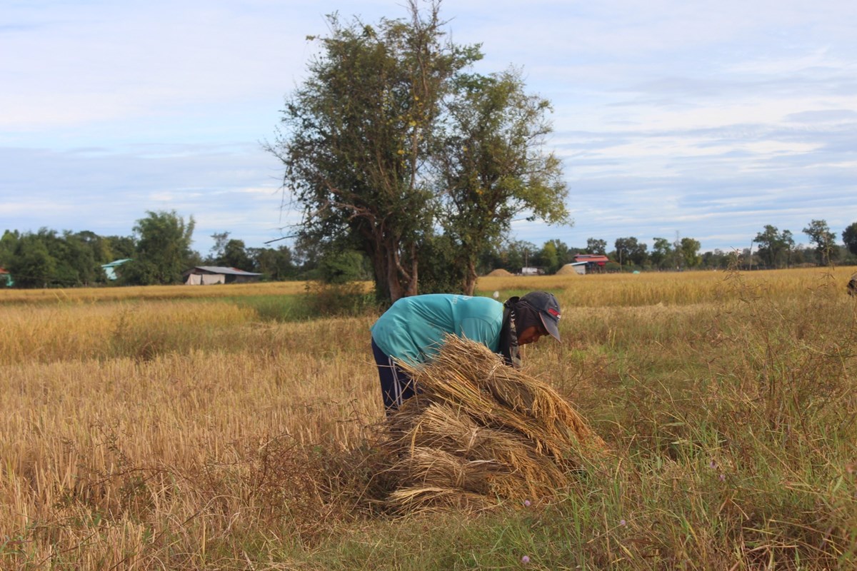 ຄາມວນ ເກບກຽວເຂານາປສາເລດພຽງ 39.362 ເຮກຕາ - image 1