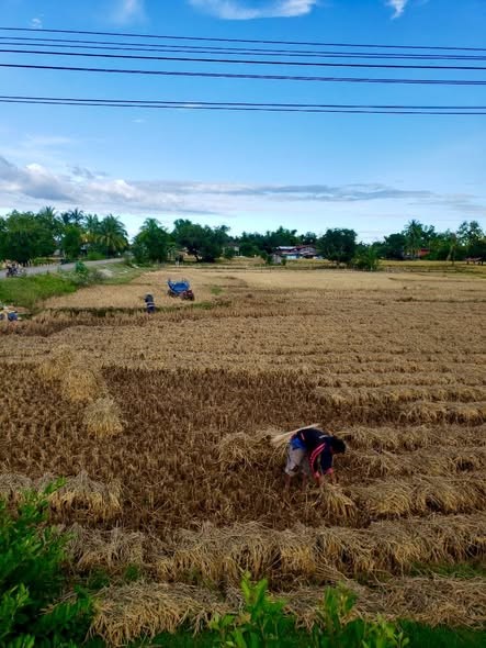 ຊາວກະສກອນທວເມອງຄງເຊໂດນ ເກບກຽວເຂານາປສຳເລດ 85% - image 2