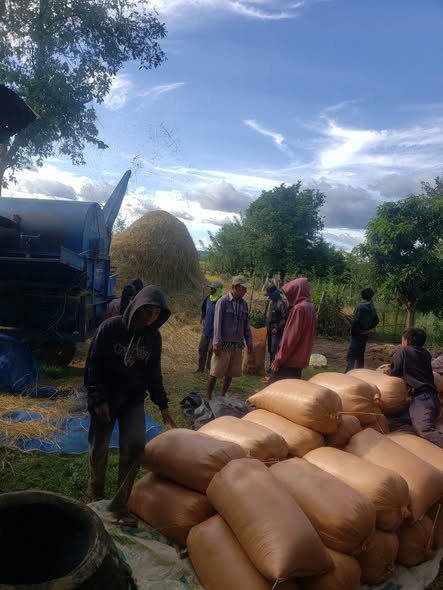 ຊາວກະສກອນທວເມອງຄງເຊໂດນ ເກບກຽວເຂານາປສຳເລດ 85% - image 1