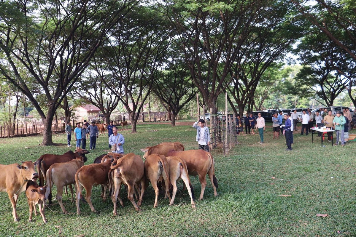 ປາກກະດງ ເປດຂະຂວນການສກວກຊນປອງກນພະຍາດສດ ປະຈຳປ 2025 - image 1