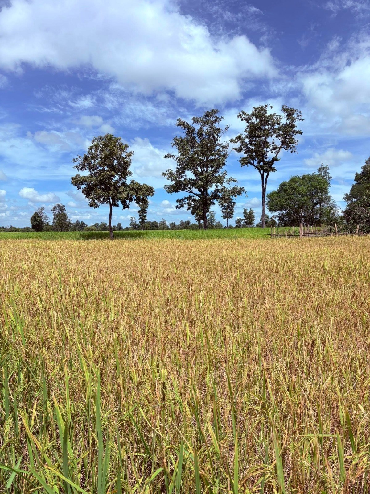 5 ປີ ເມືອງທ່າແຕງ ຈະສູ້ຊົນຜະລິດເຂົ້າໃຫ້ໄດ້ 108,000 ກວ່າໂຕນ image 3 5 ປ ເມອງທາແຕງ ຈະສຊນຜະລດເຂາໃຫໄດ 108,000 ກວາໂຕນ - image 3