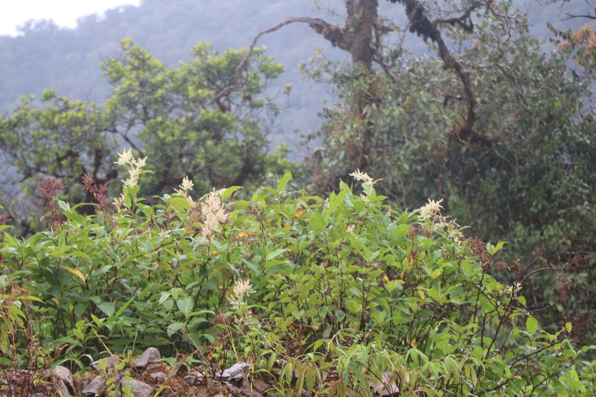 ອະດດຮອງນາຍກລດຖະມນຕ ພອມດວຍການນາແຂວງໄຊສມບນຂນພຊດຈອມພເບຍ - image 2