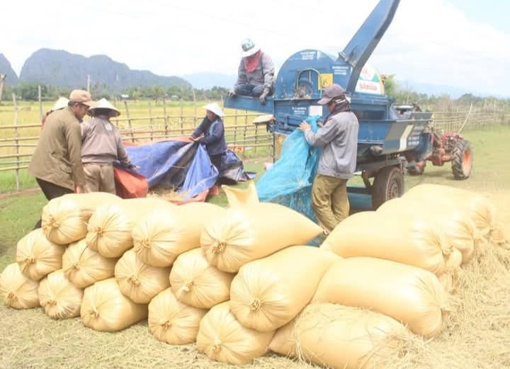 ຄາມວນເກບກຽວເຂານາປສາເລດ 100% - image 2