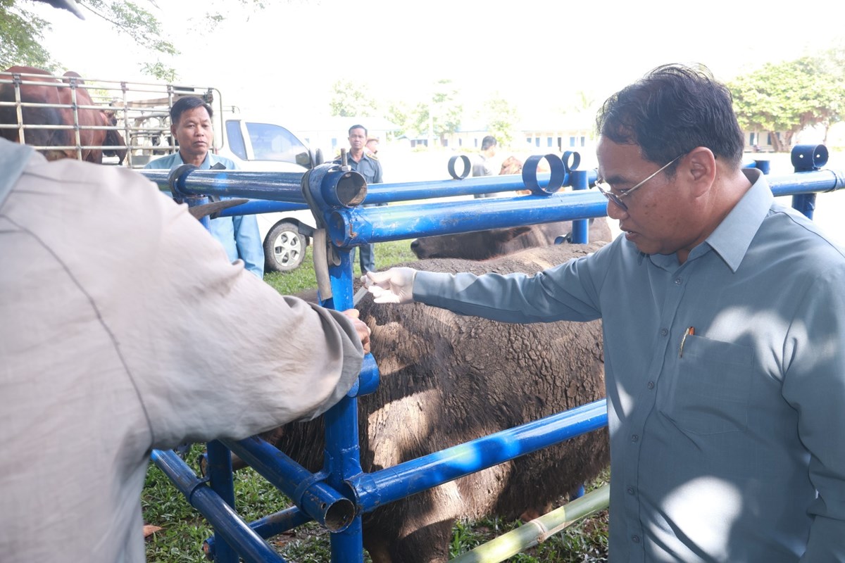 2026 ແກນທາວຈະສກຢາປອງກນພະຍາດສດໃຫໄດ 165,000 ກວາໂຕ - image 1