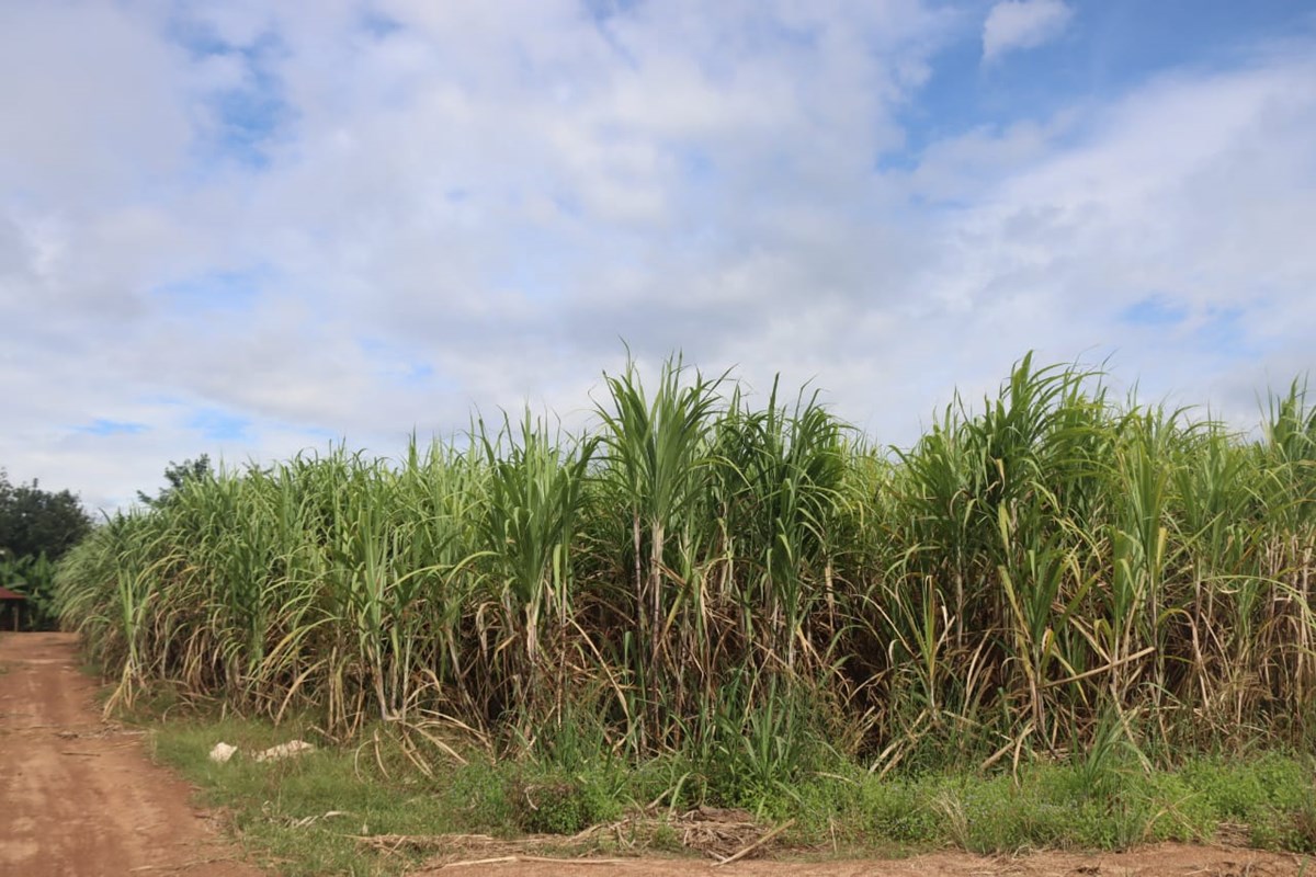 ຄອບຄວຕວແບບປກອອຍ ຕາມກນໄກ 2+3 - image 2