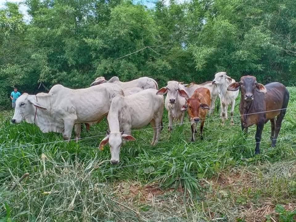 ກະຊວງກະສກຳ ແລະ ສງແວດລອມ ມອບແນວພນສດ-ພດ ໃຫກອງບນຊາການທະຫານແຂວງອດມໄຊ ແລະ ກອງພນທະຫານຮາບທ 3 - image 1