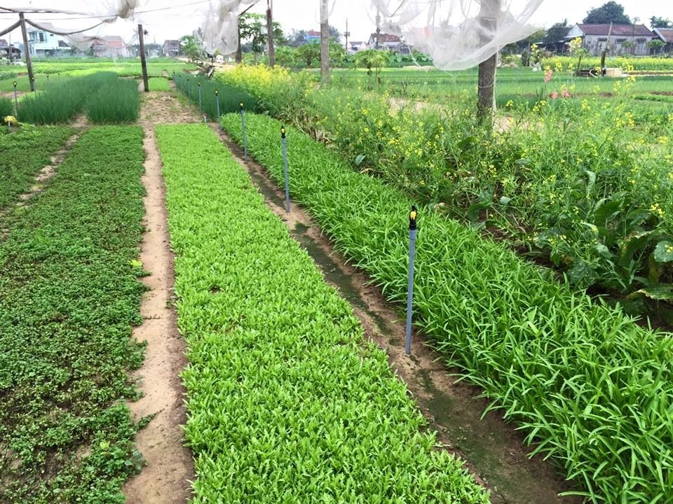 ນະຄອນຫຼວງວຽງຈັນ ສົ່ງເສີມກຸ່ມການຜະລິດຫຼຸດຜ່ອນການນໍາເຂົ້າ image 1 ນະຄອນຫວງວຽງຈນ ສງເສມກມການຜະລດຫດຜອນການນາເຂາ - image 1