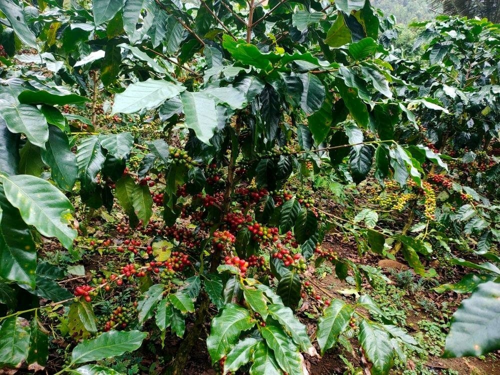 ປຜານມາ ແຂວງເຊກອງ ສງອອກສນຄາບນລ 280 ລານກວາໂດລາ - image 2