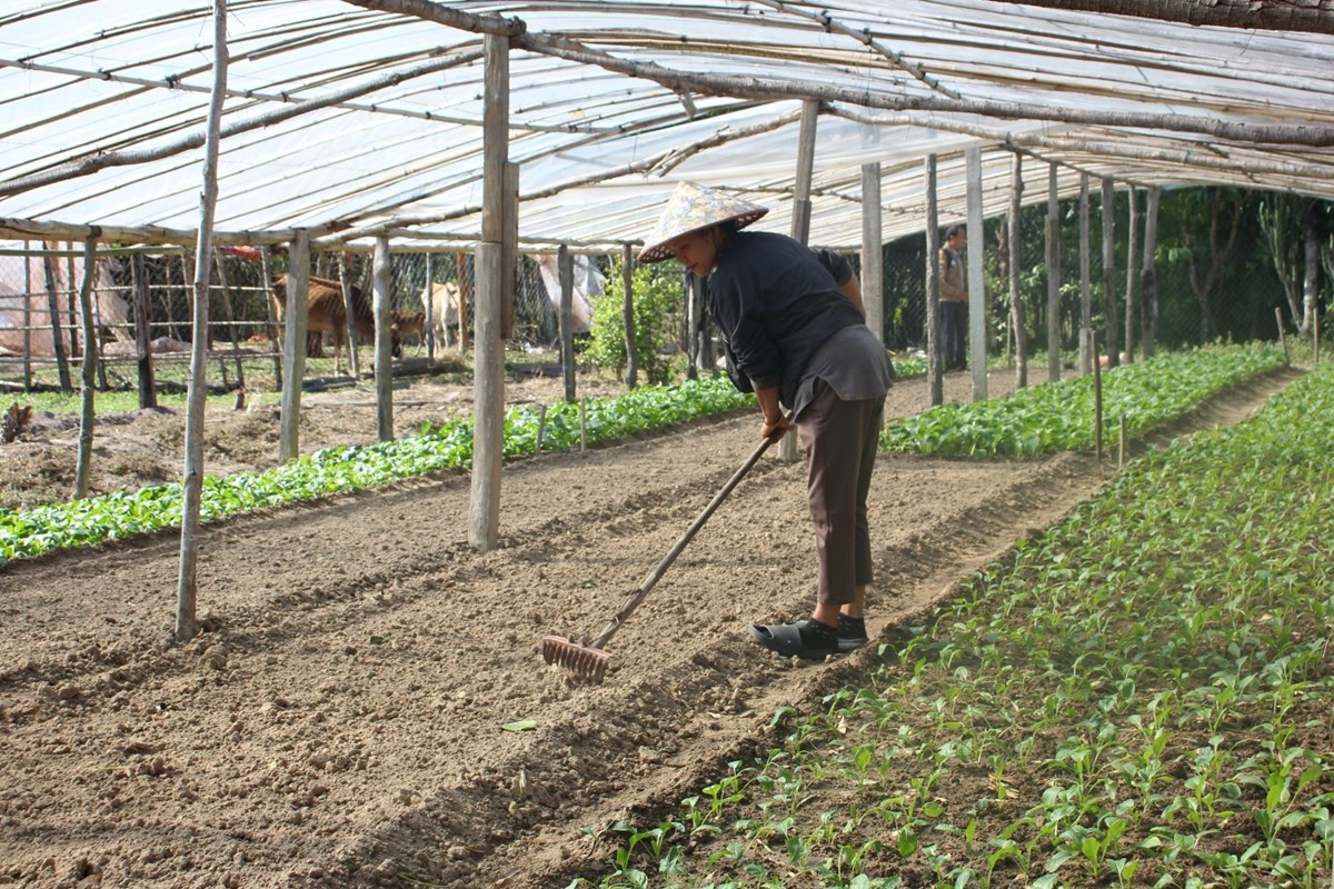 ປນ, ຄາມວນ ມແຜນການປກພດລະດແລງ 10,666 ເຮກຕາ - image 1