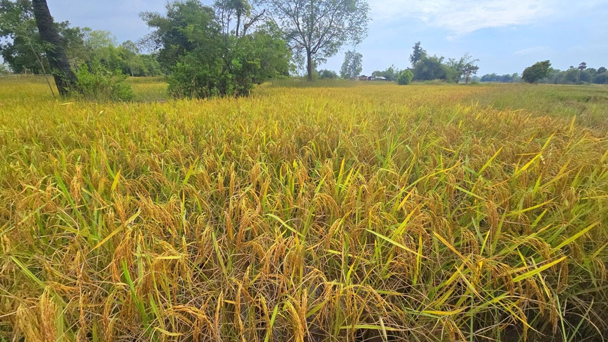 ເຊກອງ ຜະລດເຂາ ແລະພດສະບຽງອາຫານໄດ 88,903ໂຕນ - image 3