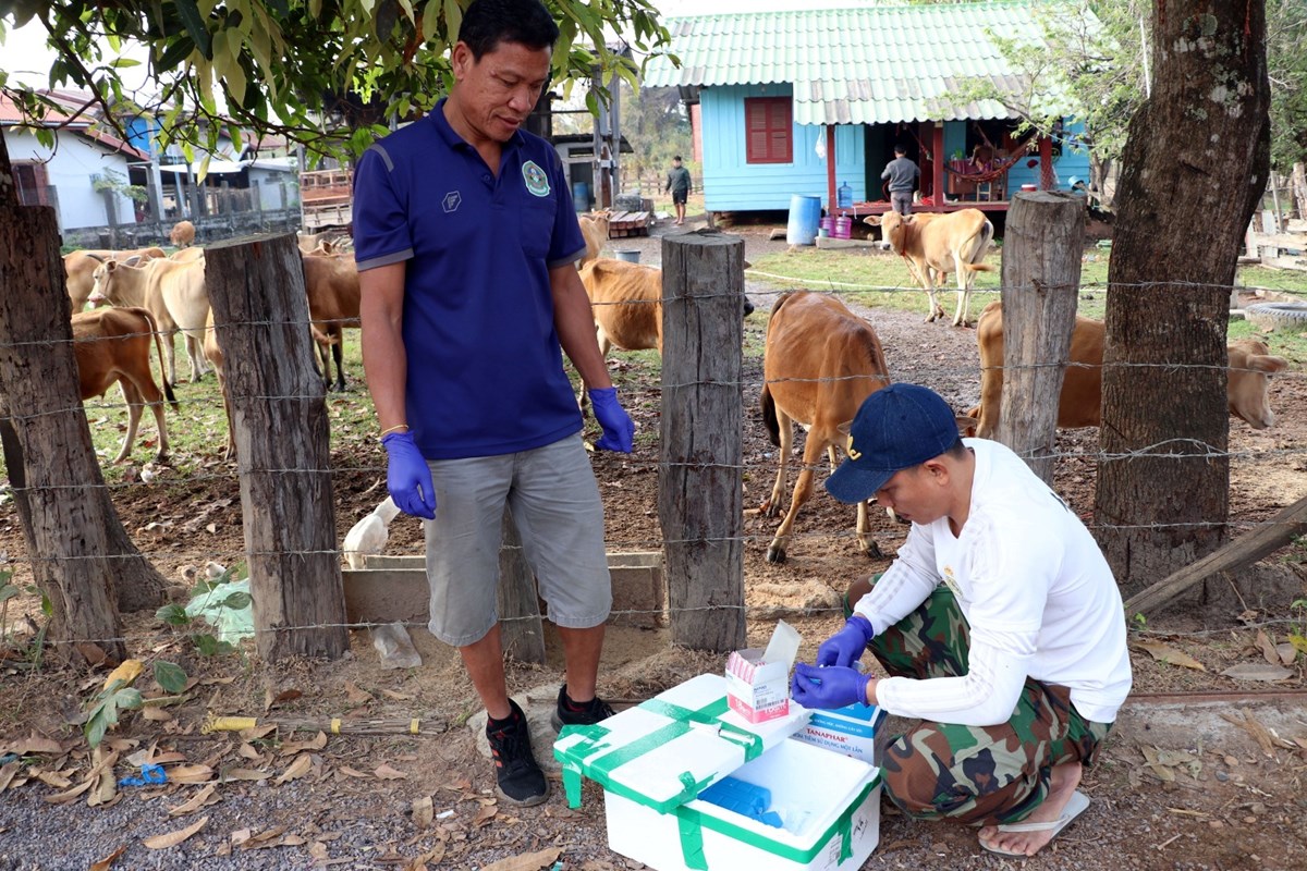 ເມອງໂຂງ ເລງສະກດກນການລະບາດຂອງພະຍາດປາກເປອຍລງເລບ ໃນງວ - image 1