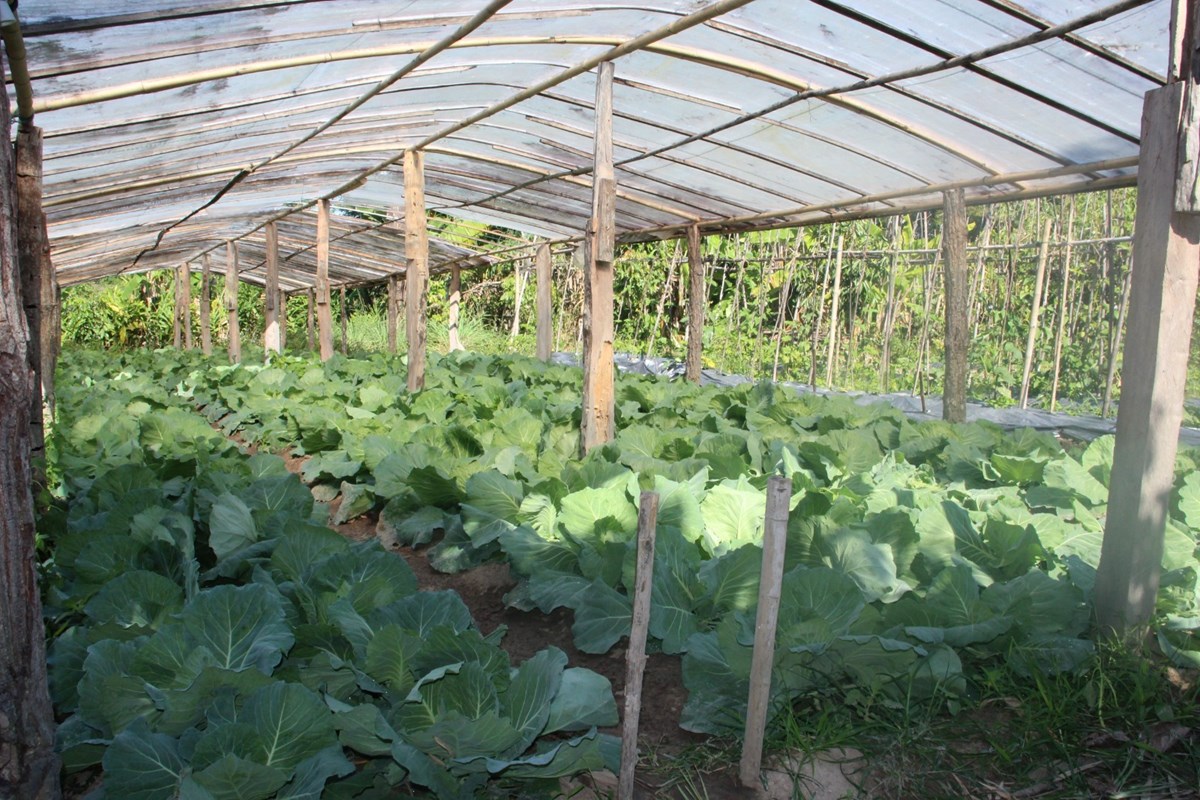 ​ ຄາມວນ ປກພດສາຮອງລະດແລງໄດແລວ 9,489 ເຮກຕາ - image 2