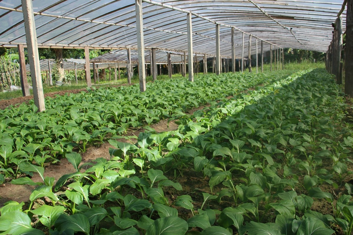 ​ ຄາມວນ ປກພດສາຮອງລະດແລງໄດແລວ 9,489 ເຮກຕາ - image 1