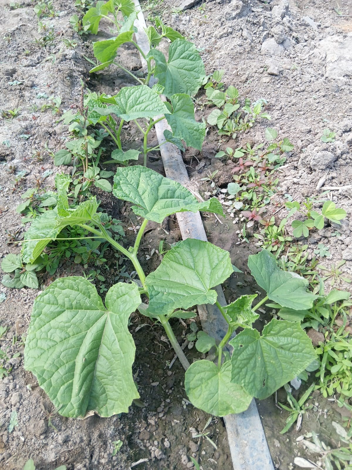 ການປກພດລະດແລງຢແຂວງຄາມວນຄາດຈະໃຫສາເລດໃນທາຍເດອນກມພານ - image 1