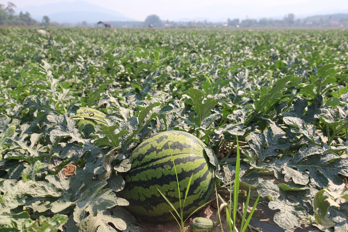 ການນາເມອງຫວງນາທາ ລງຕດຕາມຊກຍການປກພດລະດແລງ - image 1