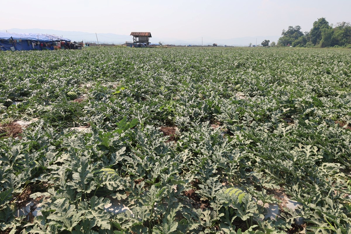 ການນາເມອງຫວງນາທາ ລງຕດຕາມຊກຍການປກພດລະດແລງ - image 2