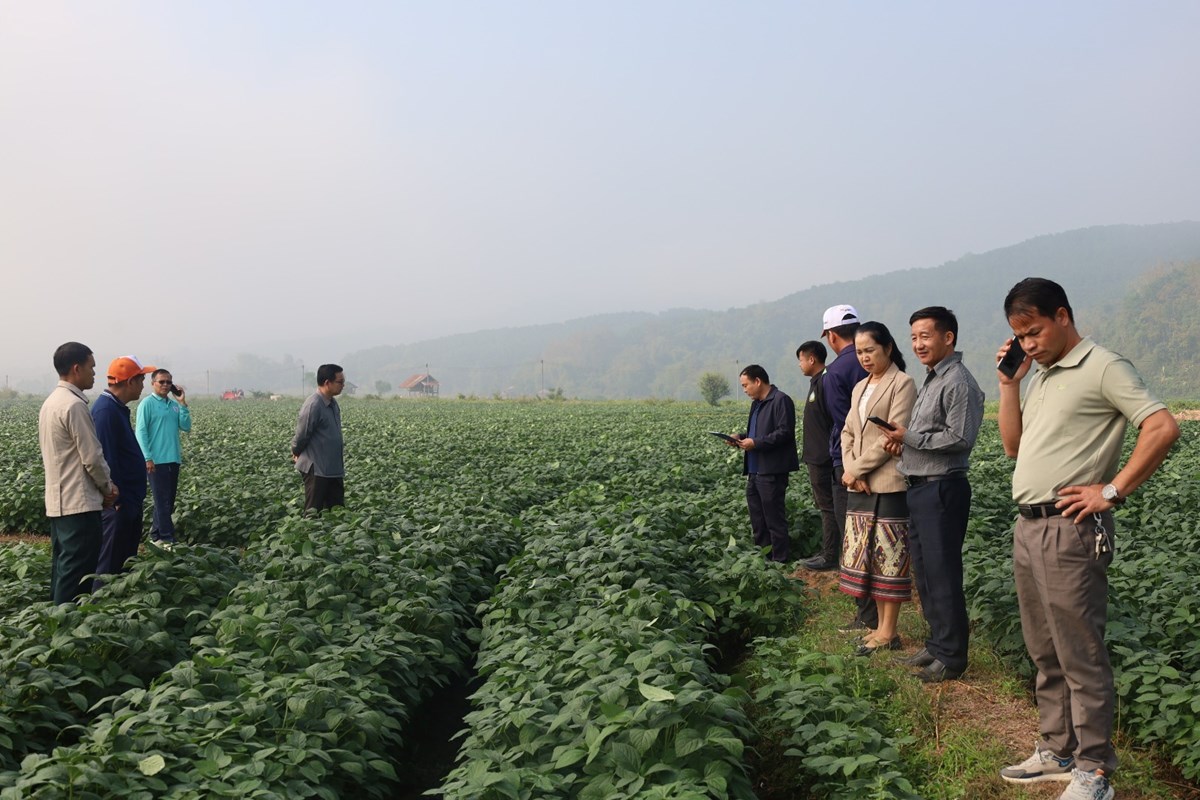 ການນາເມອງຫວງນາທາ ລງຕດຕາມຊກຍການປກພດລະດແລງ - image 3