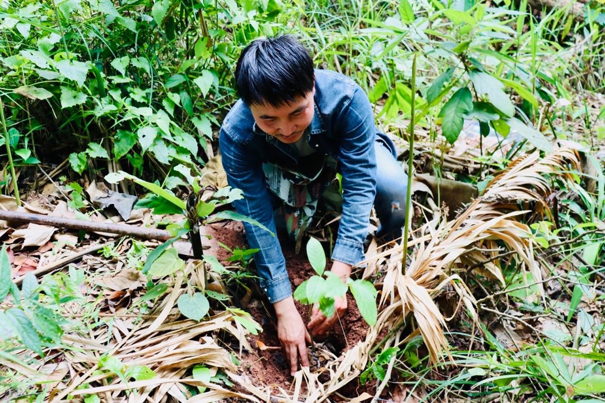 ພັນໄມ້ທີ່ມີຄຸນຄ່າຫຼາຍກວ່າ 400 ຕົ້ນ ຖືກນໍາມາປູກຕາມເສັ້ນທາງທ່ອງທ່ຽວຍ່າງປ່າ ໃນປ່າສະຫງວນແຫ່ງຊາດນໍ້າຫ້າ image 2 ພນໄມທມຄນຄາຫາຍກວາ 400 ຕນ ຖກນາມາປກຕາມເສນທາງທອງທຽວຍາງປາ ໃນປາສະຫງວນແຫງຊາດນາຫາ - image 2