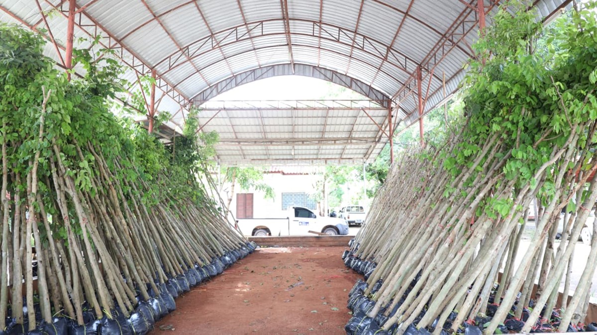 ສະມາຄົມນັກທຸລະກິດ ມອບຕົ້ນຄູນ ໃຫ້ແຂວງຄໍາມ່ວນ ຮ່ວມສ້າງພື້ນທີ່ສີຂຽວ image 2 ສະມາຄມນກທລະກດ ມອບຕນຄນ ໃຫແຂວງຄາມວນ ຮວມສາງພນທສຂຽວ - image 2