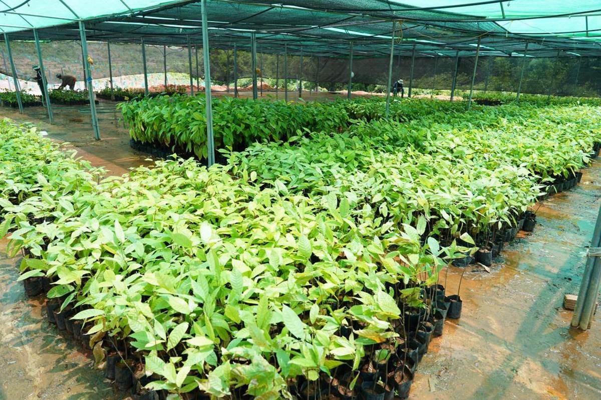 ການນໍາແຂວງຫຼວງພະບາງ ຢ້ຽມຢາມໂຄງການປູກຕົ້ນໂກໂກ້ ຢູ່ເມືອງຈອມເພັດ image 2 ການນາແຂວງຫວງພະບາງ ຢຽມຢາມໂຄງການປກຕນໂກໂກ ຢເມອງຈອມເພດ - image 2