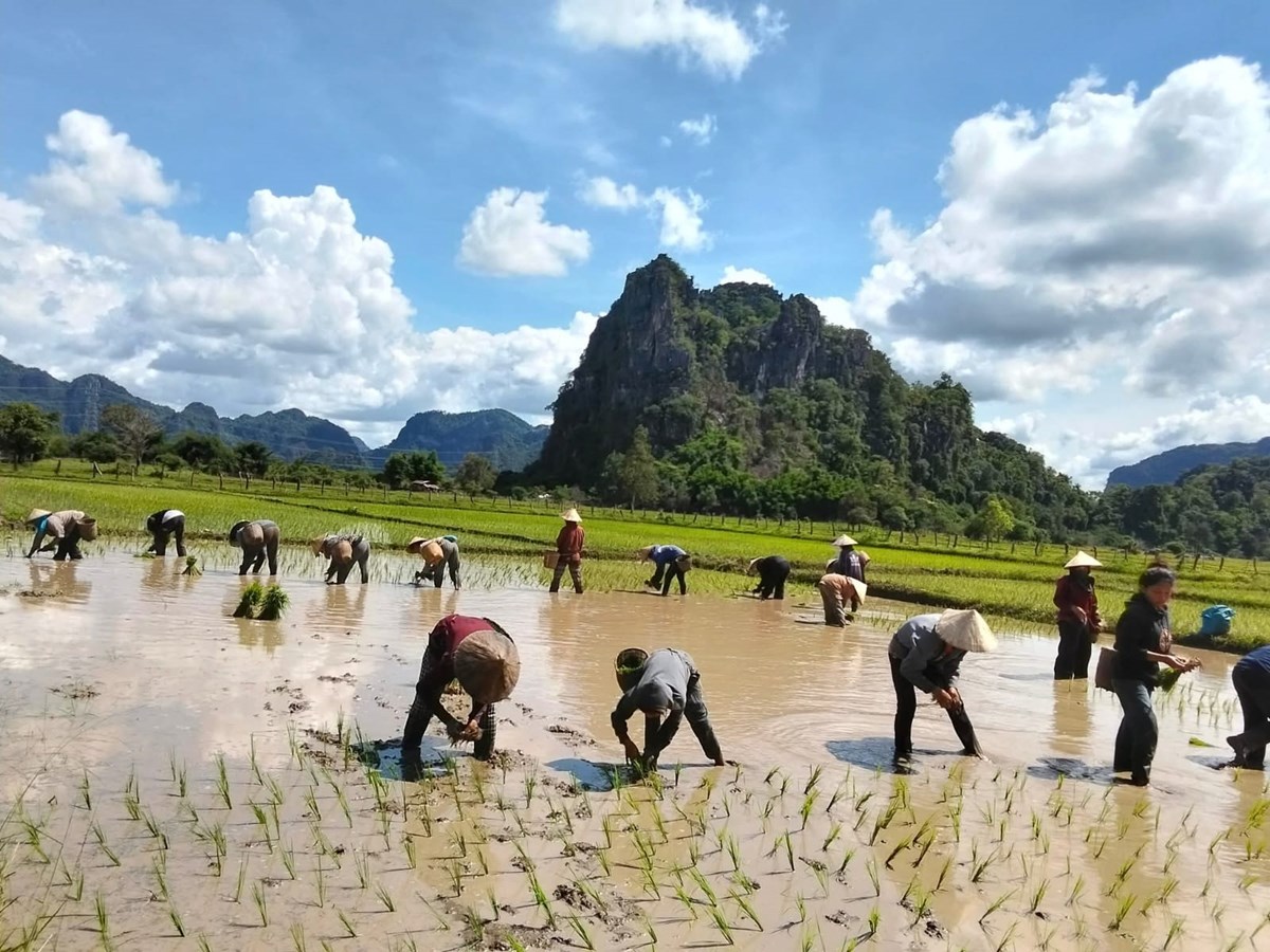 ຄໍາມ່ວນປູກເຂົ້ານາປີສຳເລັດແລ້ວ 54% image 1 ຄາມວນປກເຂານາປສຳເລດແລວ 54% - image 1