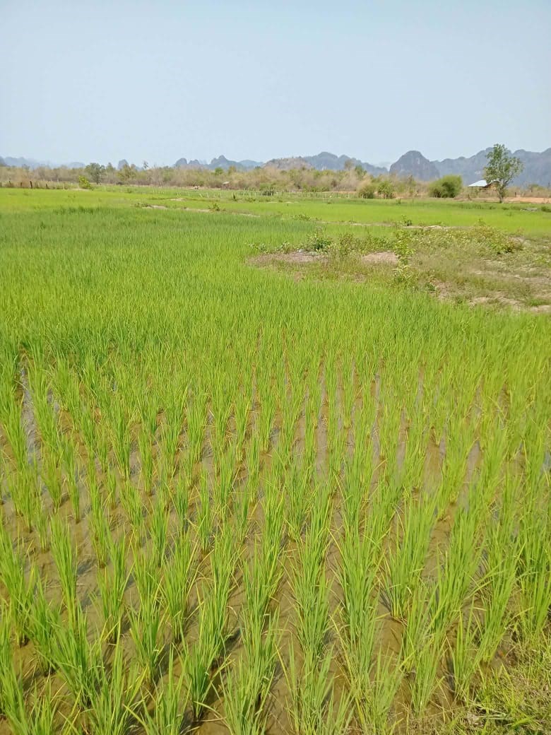 ຄໍາມ່ວນປູກເຂົ້ານາປີສຳເລັດແລ້ວ 54% image 2 ຄາມວນປກເຂານາປສຳເລດແລວ 54% - image 2