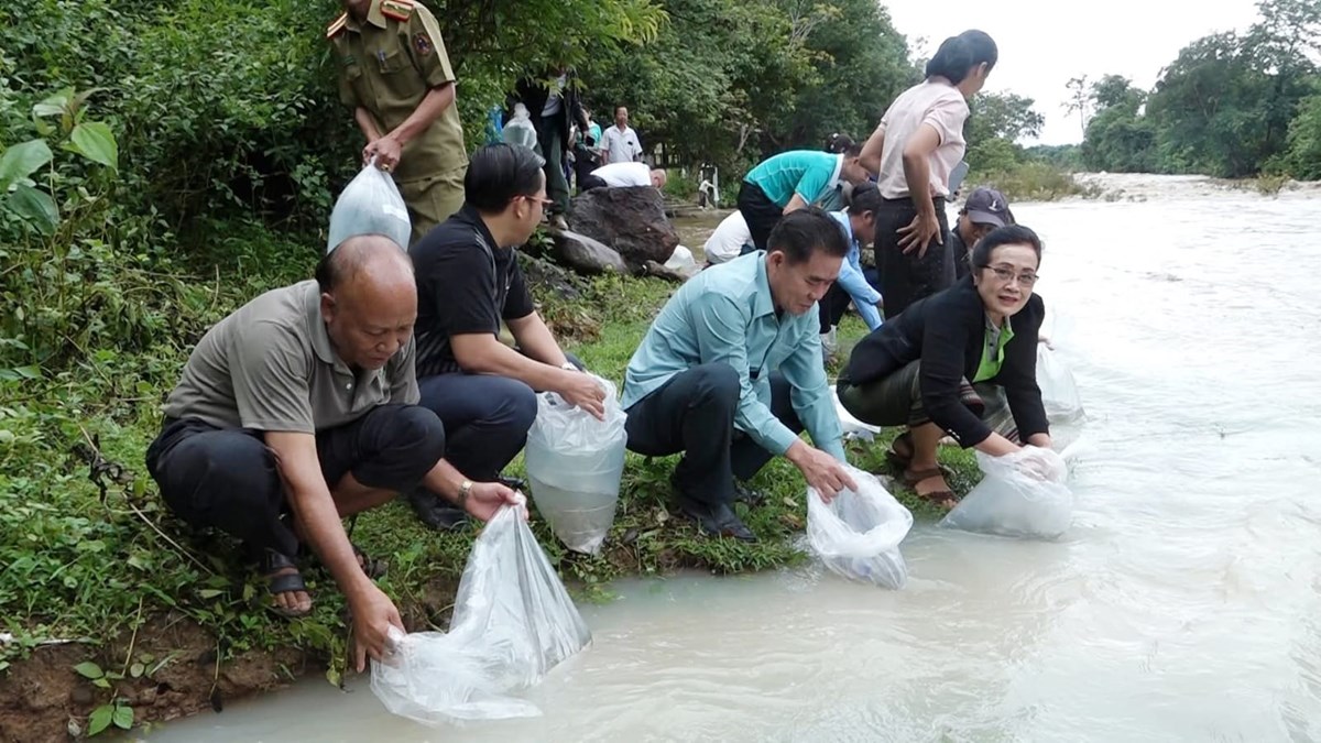 ອດຕະປ ມແຜນການຈະປອຍປາ ລງສແຫງນາທາມະຊາດ ໃຫໄດຫາຍກວາ 7.6 ລານໂຕ - image 1