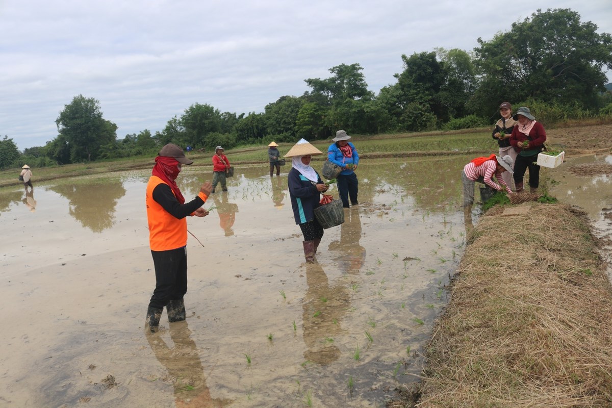 ຊາວກະສິກອນເມືອງໝື່ນ ປັກດໍາເຂົ້ານາປີ ສໍາເລັດແລ້ວ 60% image 1 ຊາວກະສກອນເມອງໝນ ປກດາເຂານາປ ສາເລດແລວ 60% - image 1