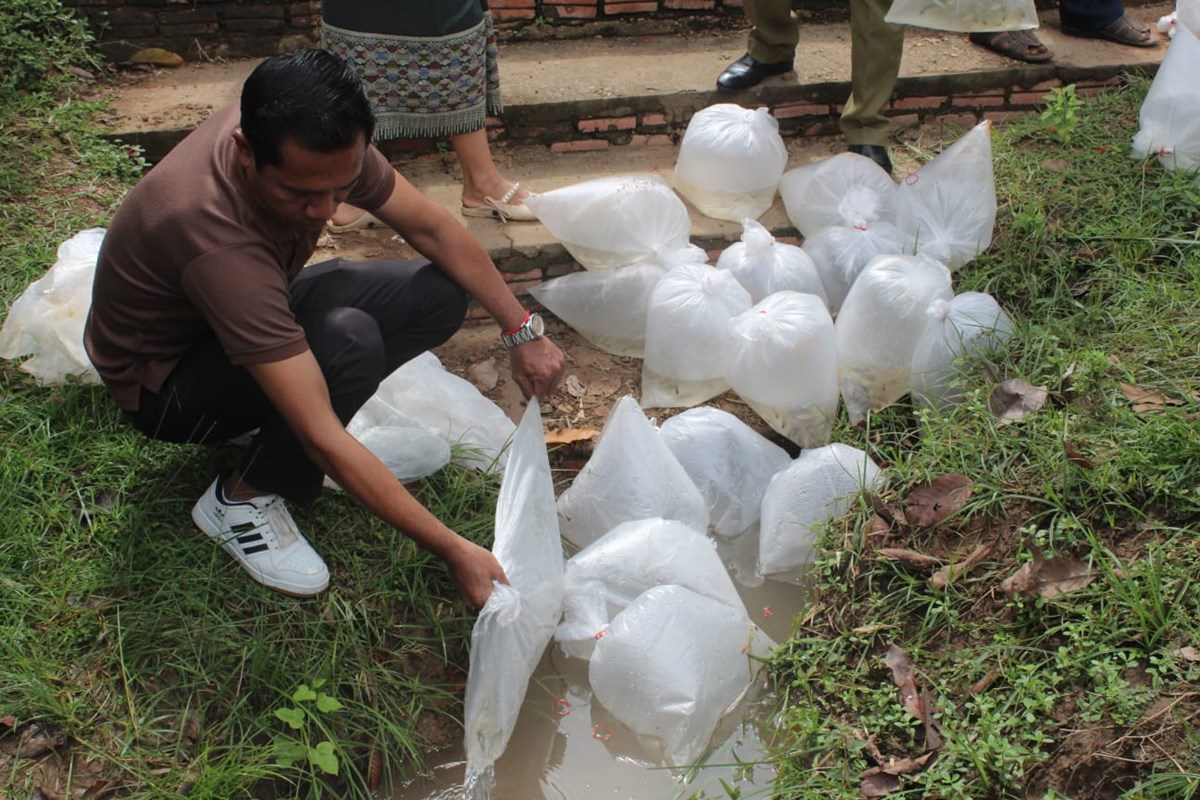 ເມອງໂຂງ ປອຍປາ ລງສແຫງທຳມະຊາດ - image 2
