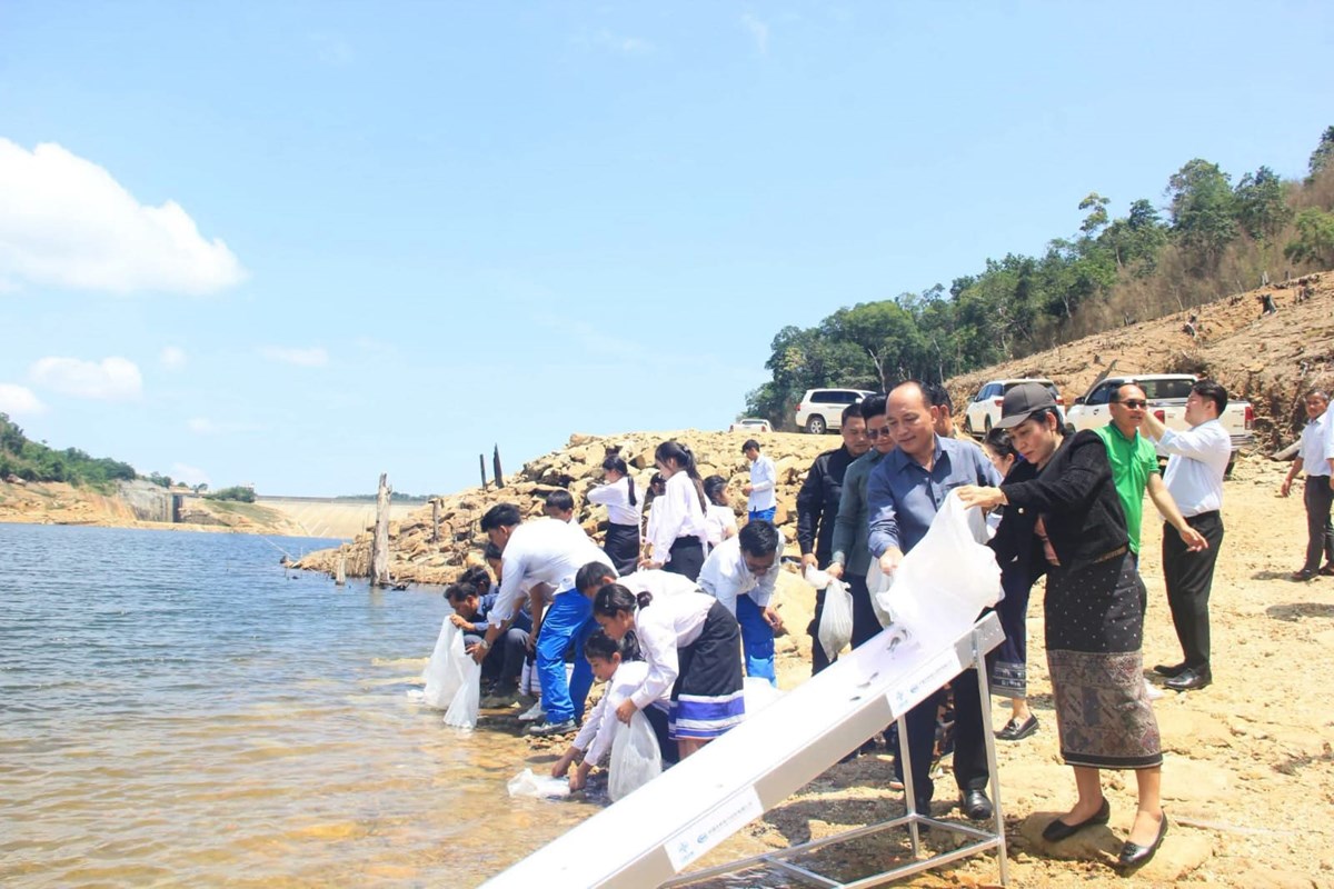 ອັດຕະປື ປ່ອຍປາ 1 ແສນກວ່າໂຕ ລົງອ່າງເກັບນໍ້າເຂື່ອນນ້ຳກົງ 1 image 2 ອດຕະປ ປອຍປາ 1 ແສນກວາໂຕ ລງອາງເກບນາເຂອນນຳກງ 1 - image 2