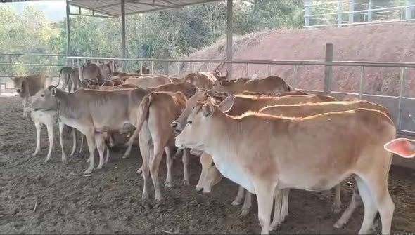40 ປແຂວງຜງສາລ ໄດຮບການພດທະນາເຕບໃຫຍເຂມແຂງຢາງຕເນອງ - image 2