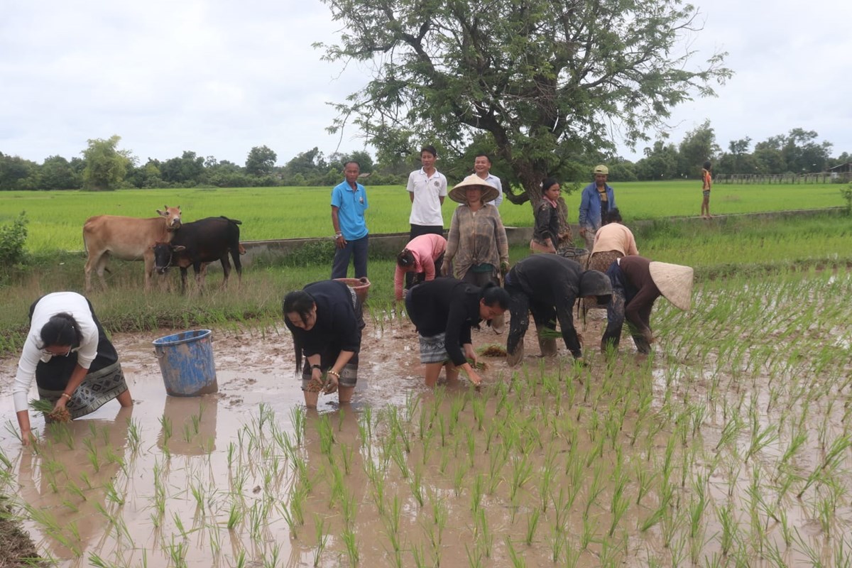 ພະແນກ ກສ - ມຸນລະປາໂມກ ລົງຊຸກຍູ້ການປັກດຳເຂົ້ານາປີ image 2 ພະແນກ ກສ - ມນລະປາໂມກ ລງຊກຍການປກດຳເຂານາປ - image 2